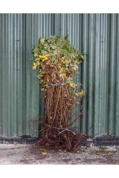 Обліпиха Дора - саджанці голий корінь